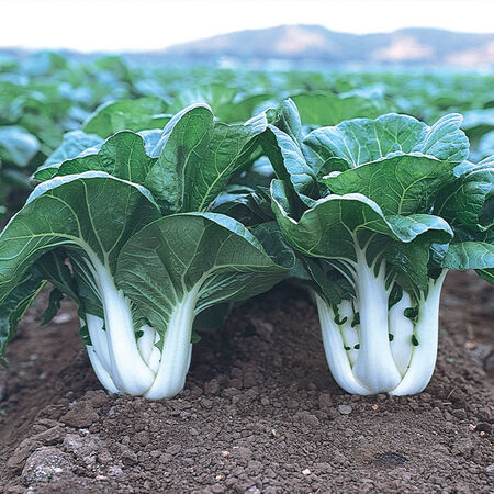 Joi Choi, Pak Choi - 100,000 Seeds image number null